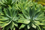 Agave attenuata: como cuidar da suculenta, curiosidades e muito mais!