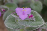 Tradescantia sillamontana: como cuidar do veludo branco e mais!