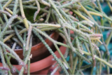 Rhipsalis baccifera: como cuidar, características, vaso e mais!
