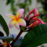 Flor Gloxínia: como cuidar, variedades e muito mais!