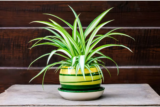 Chlorophytum comosum: como cuidar, curiosidades e muito mais!