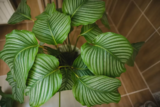 Calathea orbifolia: como cuidar, curiosidades e mais sobre esta planta!
