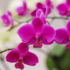 Bonsai de romã: como cuidar, podar, fertilizar e muito mais!