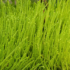 Planta lavanda: saiba como cuidar, para que serve e muito mais!