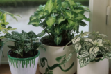 Hypoestes: como cuidar da planta, características e muito mais!