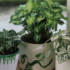 Planta lavanda: saiba como cuidar, para que serve e muito mais!