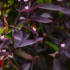 Flor astromélia: conheça a flor, suas cores, significado e muito mais!