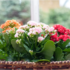 Kokedama: significado, como fazer, quais plantas e suporte usar?