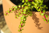 Portulacaria afra: saiba como cuidar dessa maravilhosa suculenta!