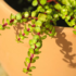 Flor Íris: conheça seus tipos, como cuidar, significado e mais!