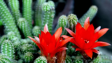 Flor de cacto: significado, tipos como Cacto orelha de Mickey e mais!