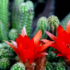 Flor Cosmos: tipos, características, curiosidades, como cuidar e mais!