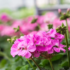 Flor Cosmos: tipos, características, curiosidades, como cuidar e mais!