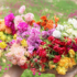 Flor rosa de saron: conheça as variações, como plantar, dicas e muito mais!