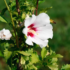 Flores lilás: espécies de plantas com essa coloração e mais!
