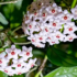 Flor onze-horas: como cuidar e muito mais sobre esta planta!