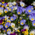 Flores brancas: descubra os principais tipos para seu jardim e mais!