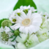 Flores ornamentais: várias espécies para seu jardim e mais!