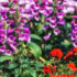 Flores ornamentais: várias espécies para seu jardim e mais!