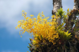 Orquídeas oncidium: tipos de espécies, como cuidar e muito mais!