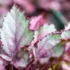 Tipos de forração: plantas para o paisagismo, cuidados, manutenção e mais!