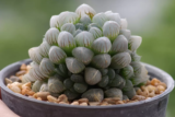Haworthia cooperi: cuidados com a suculenta, características e mais!
