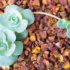 Fruta Abiu: como plantar, cores, benefícios, cuidados e mais!