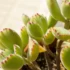 Sol pleno: descubra quais plantas, flores e suculentas gostam!